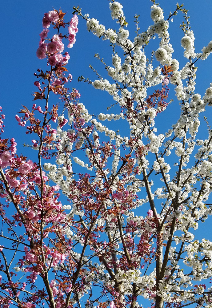 pink and white cherry blossoms from one tree stem