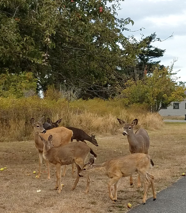 family of deer eat apples in Fort Flager State Park