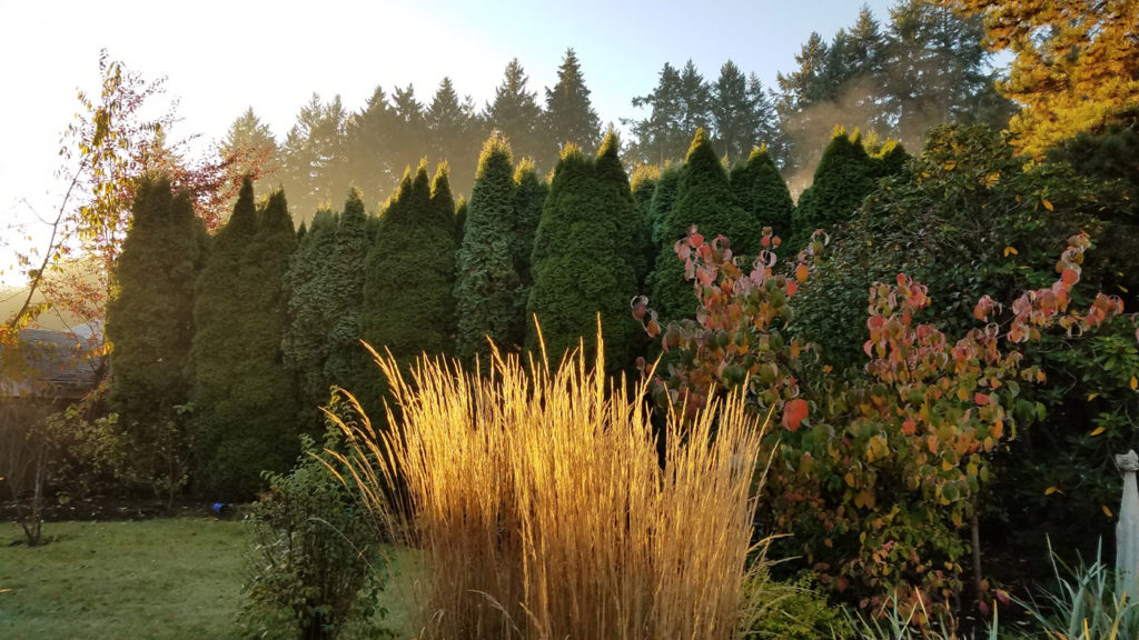 sunrise light touches plants in a wooded garden