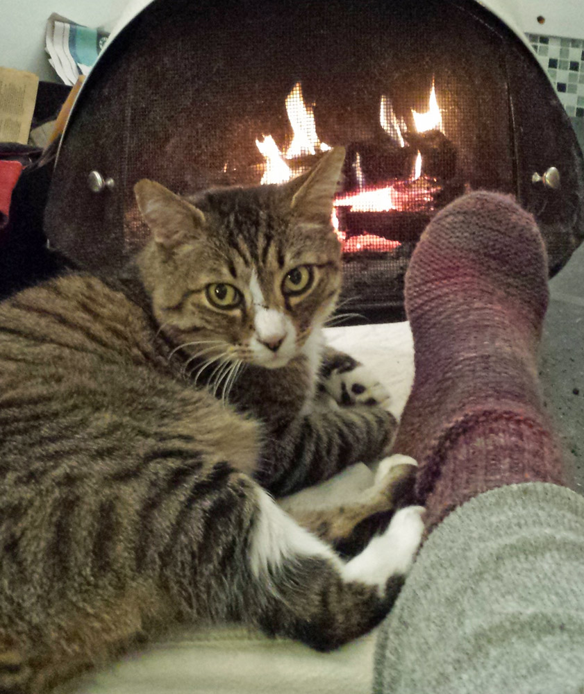 tabby cat sits by modern fireplace