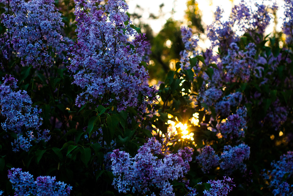 lilac hedge at sunset
